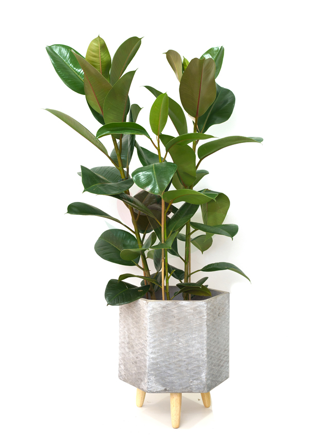 Buy Premium Live Plants Online Live Plants Delivery