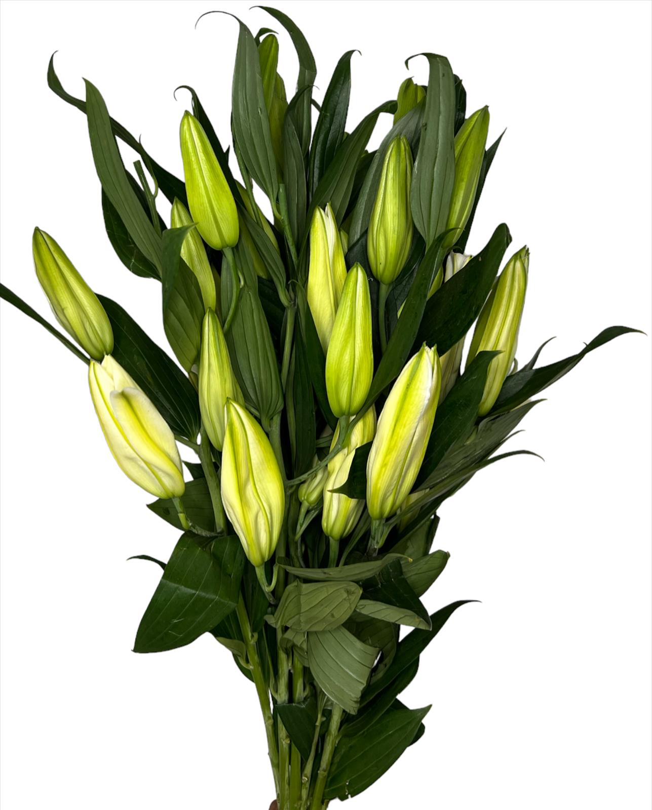 Wholesale Flowers Fresh Cut Flowers Online in Kuwait