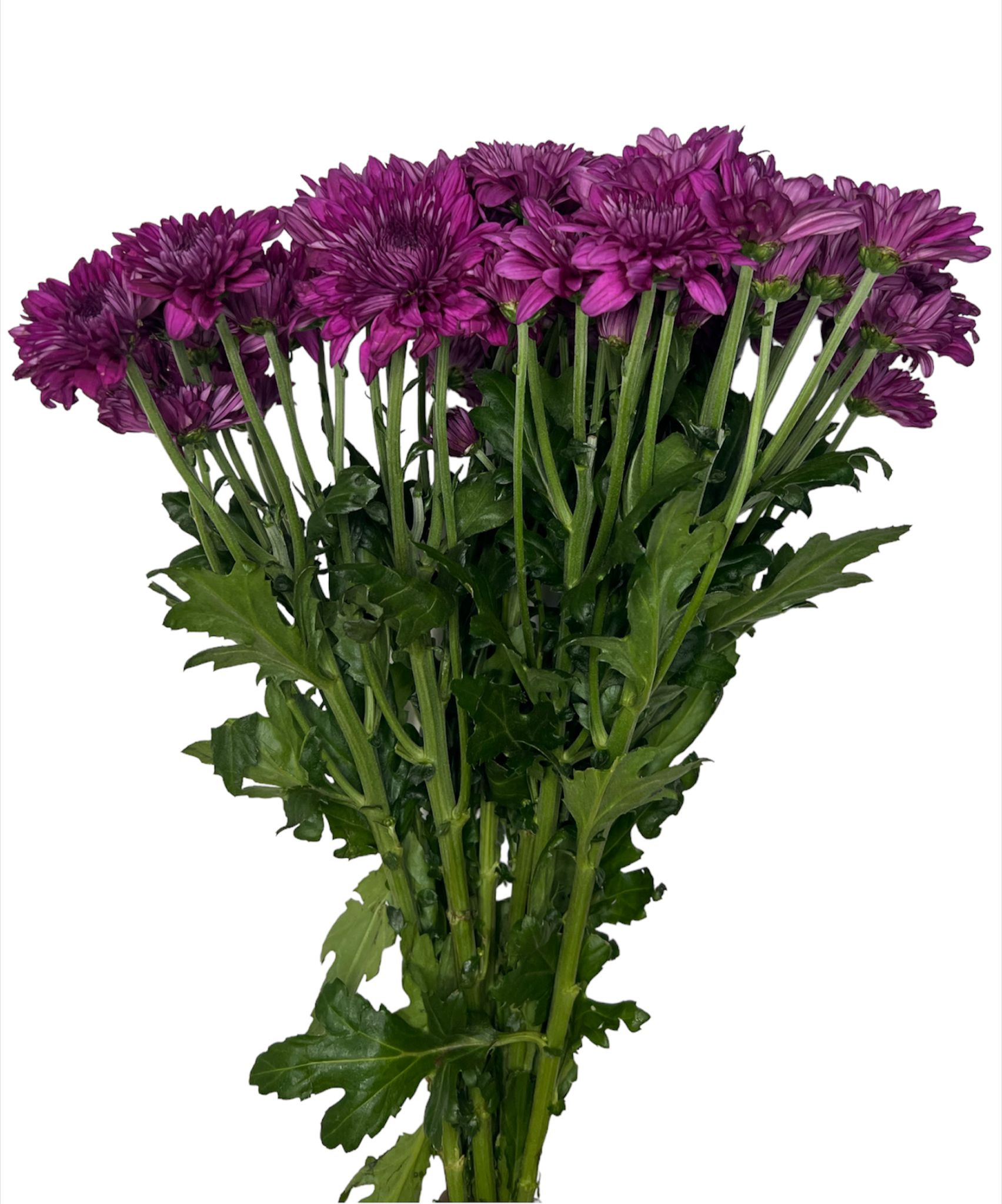 Wholesale Flowers Fresh Cut Flowers Online in Kuwait