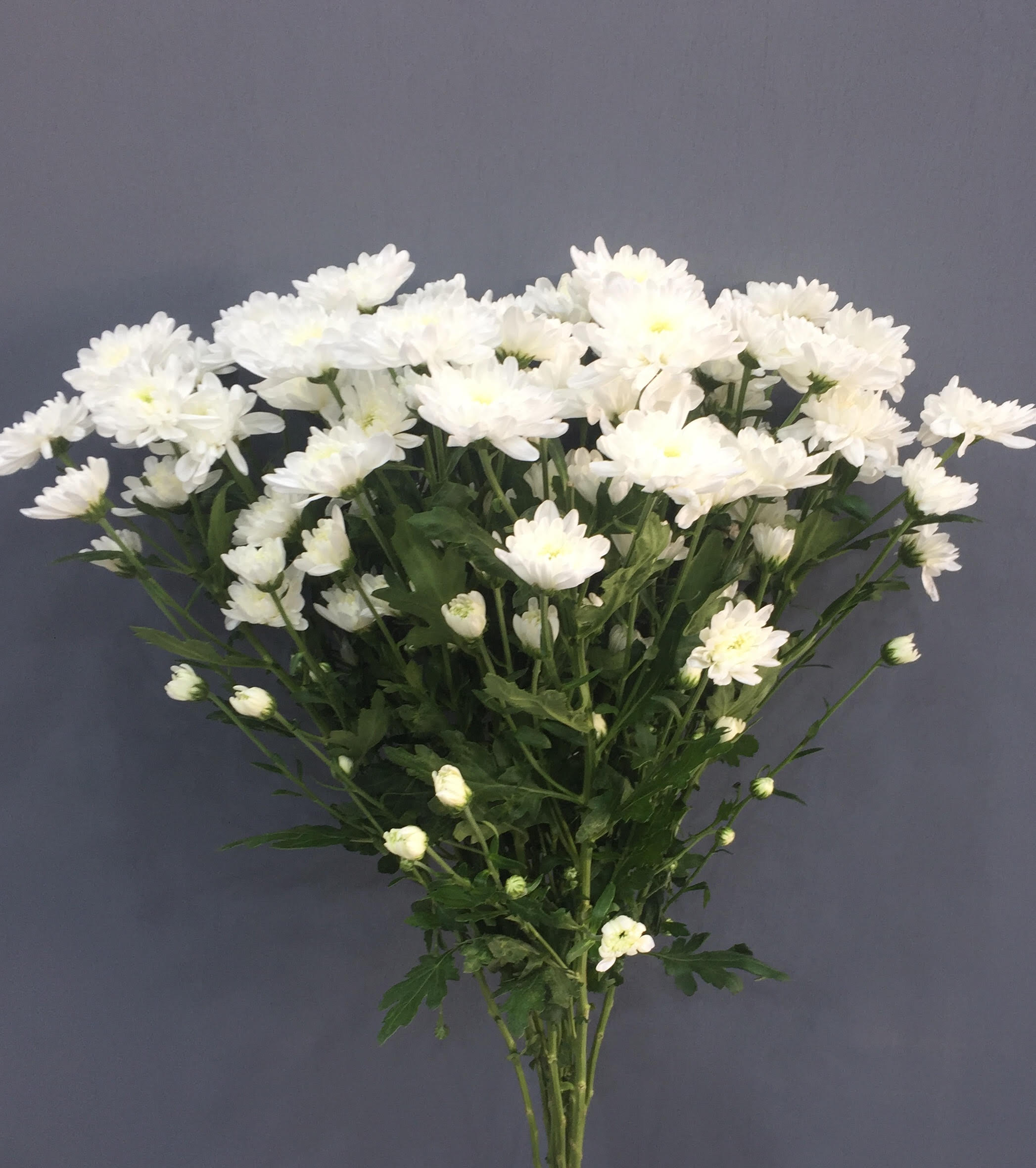 Fresh Flowers Online Wholesale Flowers Center Kuwait