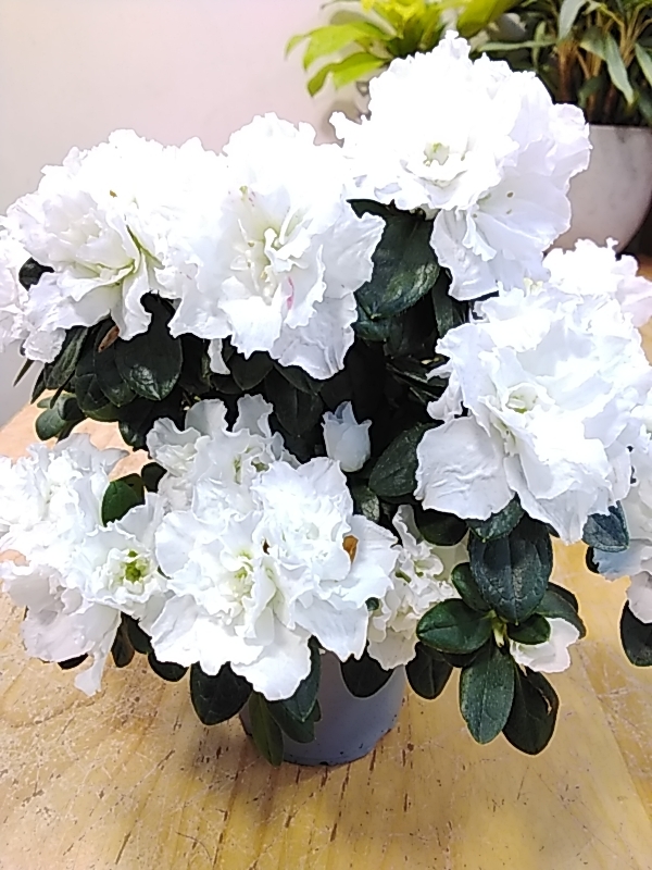 Best Indoor Live House Plants Online Small & Tall Indoor Plants