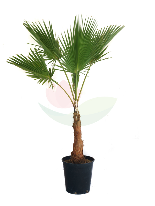 washingtonia with black pot Outdoor Plants
