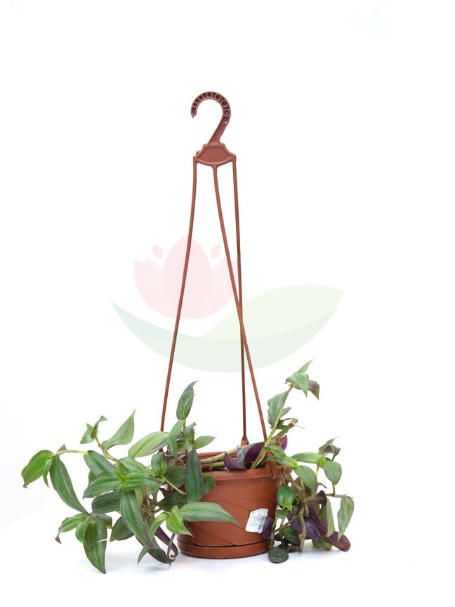 Tradescantia pallida Outdoor Plants