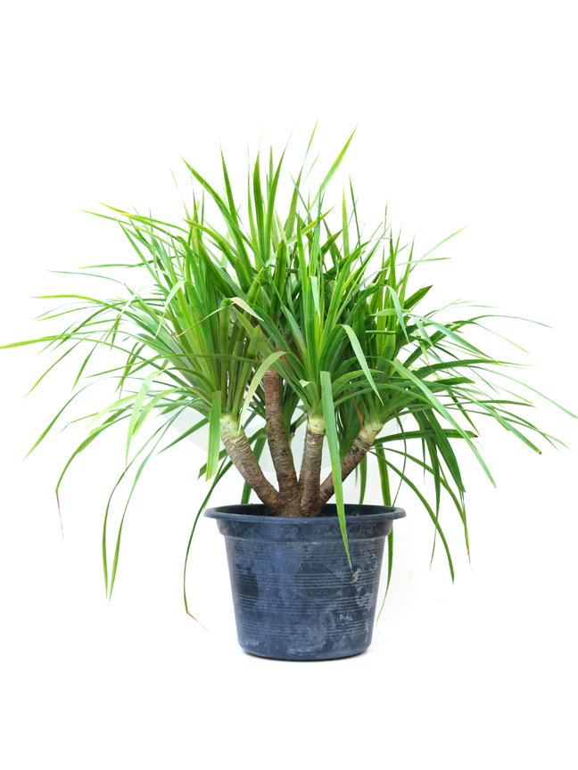 Dracaena Campodiana Indoor Plants