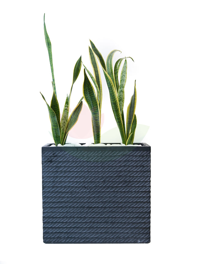 sansavera Big with cement pot  Premium Collection