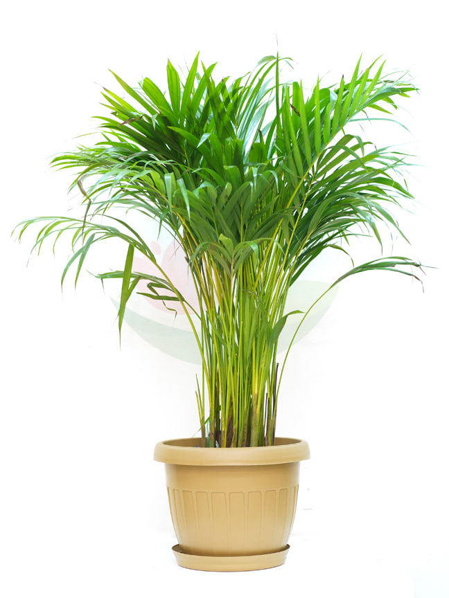 Areca with Plastic Pot - Biege Indoor Plants