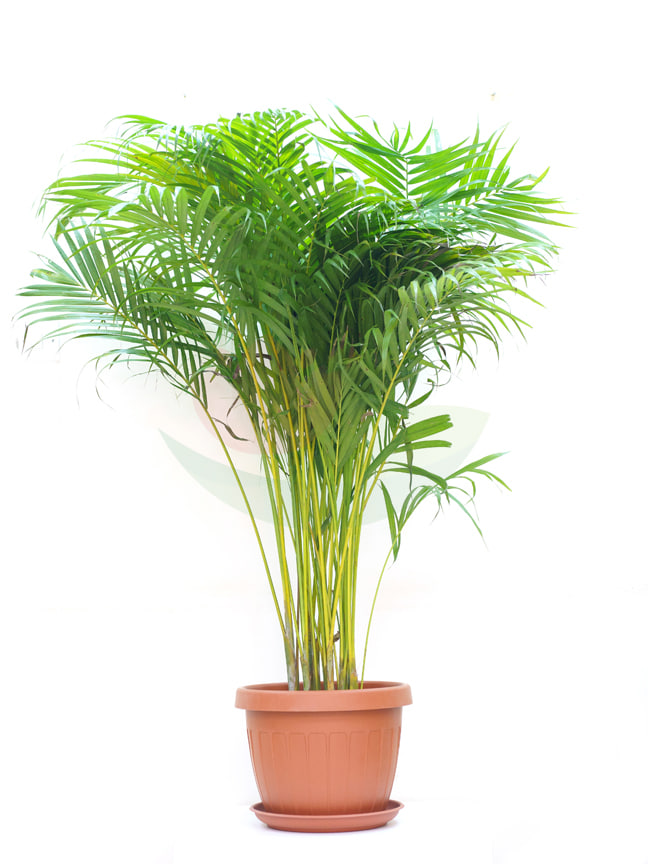 Areca with Plastic Pot Biege Indoor Plants