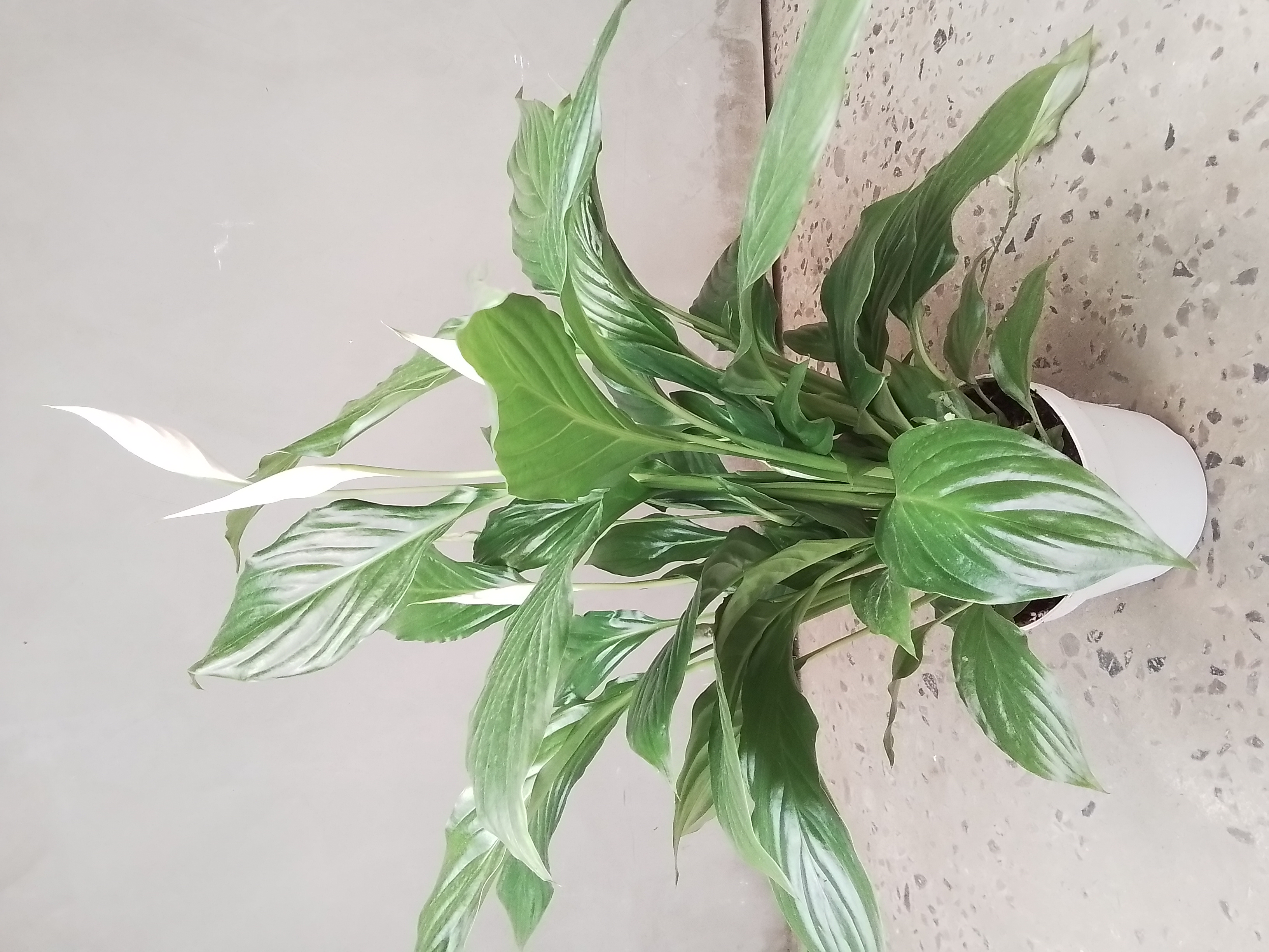 Spathiphyllum Cupido Compacto 'Indoor Plants'
