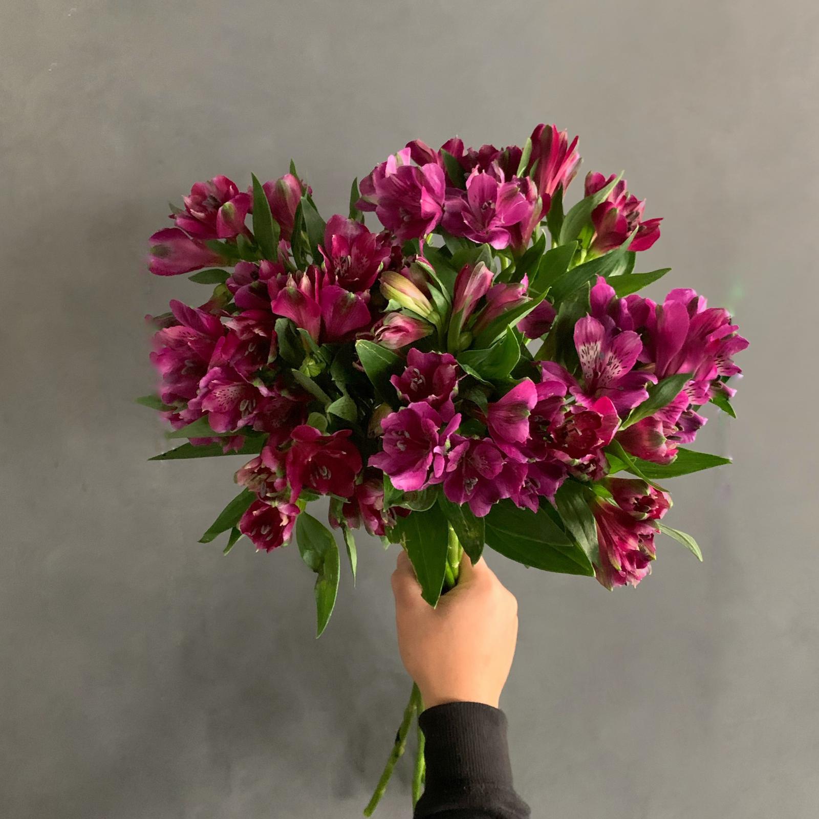 Astromeria Fushia 'Wholesale Flowers'