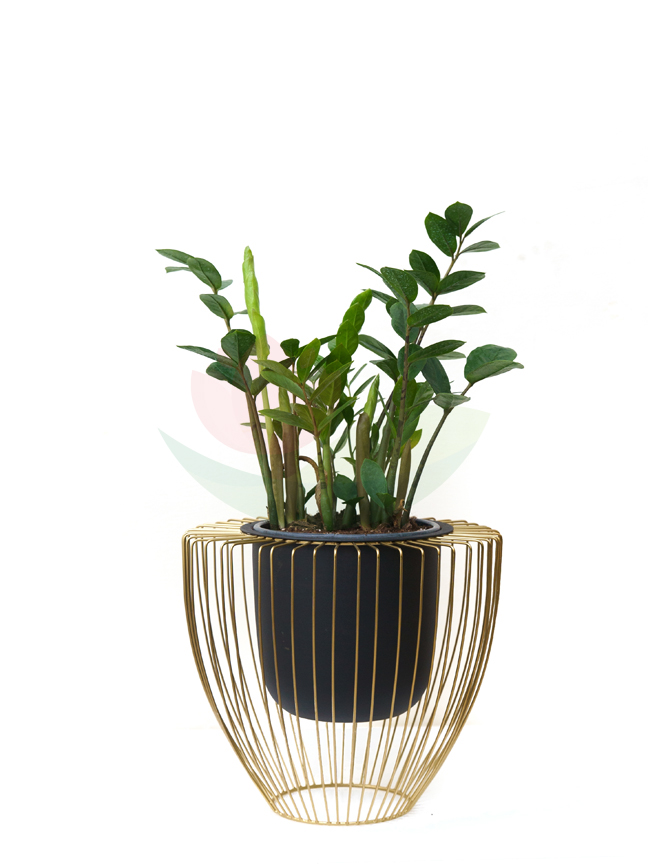 Zamia Green with Golden Pot Seasonal Specials