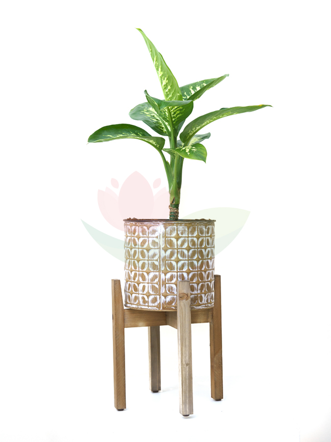 deifenbahia with High Wooden pot  Seasonal Specials