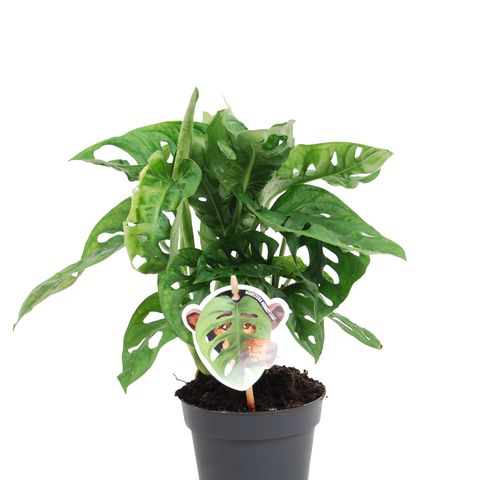 Monstera Obliqua Monkey Leaf 'Indoor Plants'