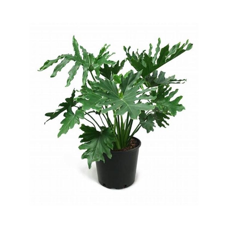 Philodendron Selloum 'Indoor Plants'