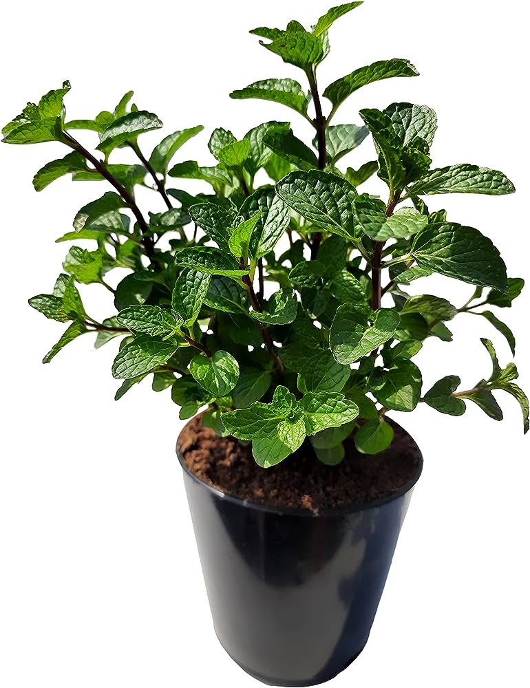 Mint Plant Organic  Outdoor Plants