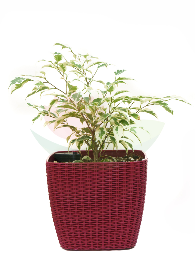 Ficus Benjamina With Smart Pot Red 'Value For Money'