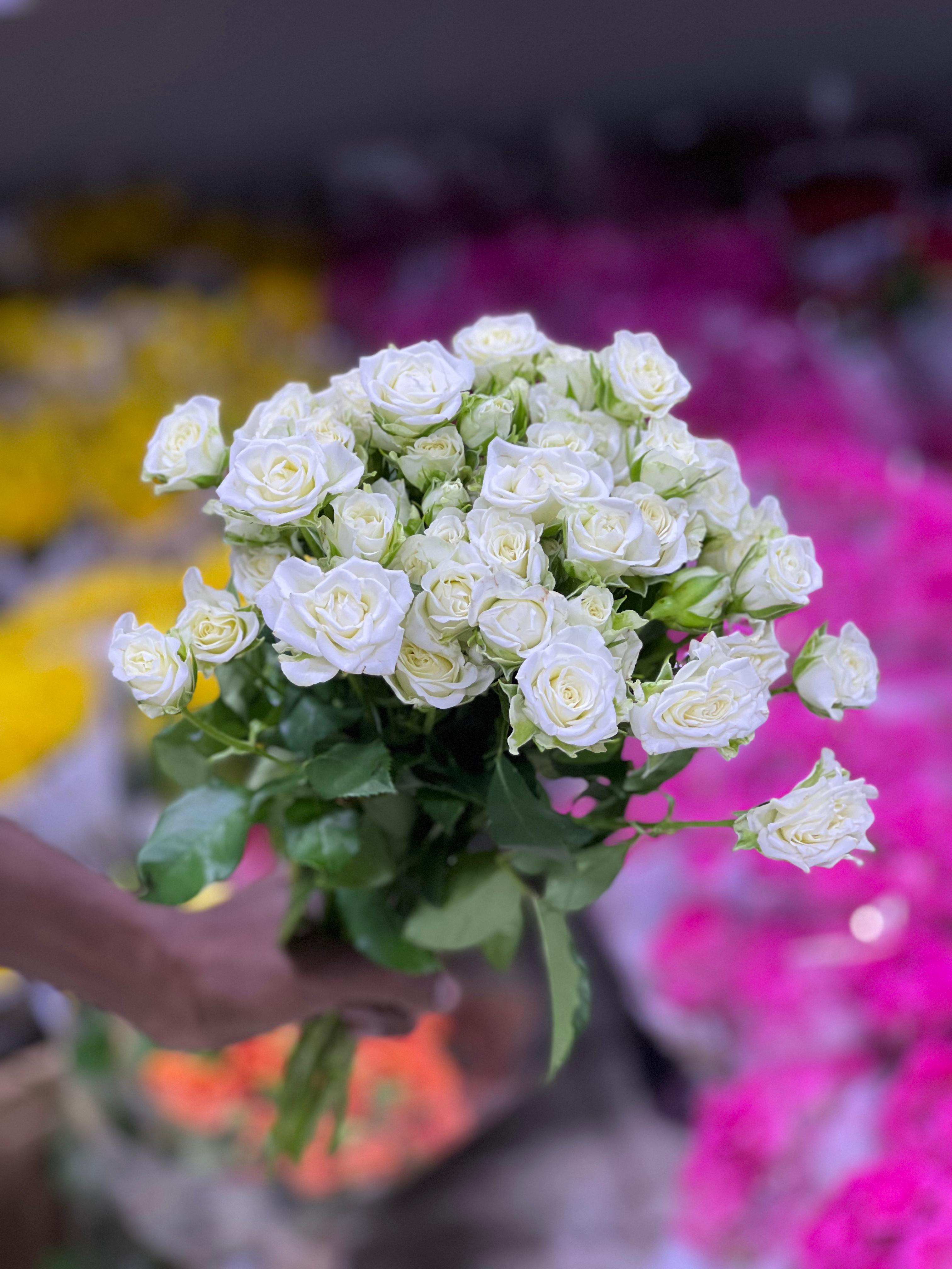 Baby Rose - White 'Wholesale Flowers'