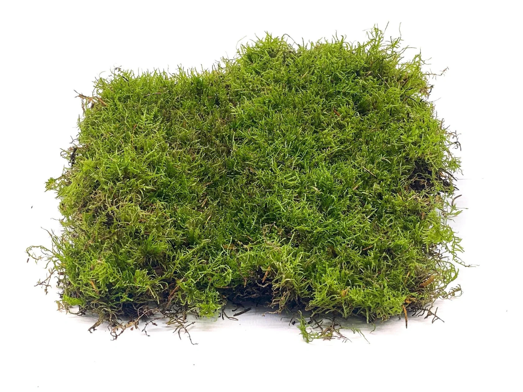 Carpet Moss For Terrarium 'Gardening Accessories'