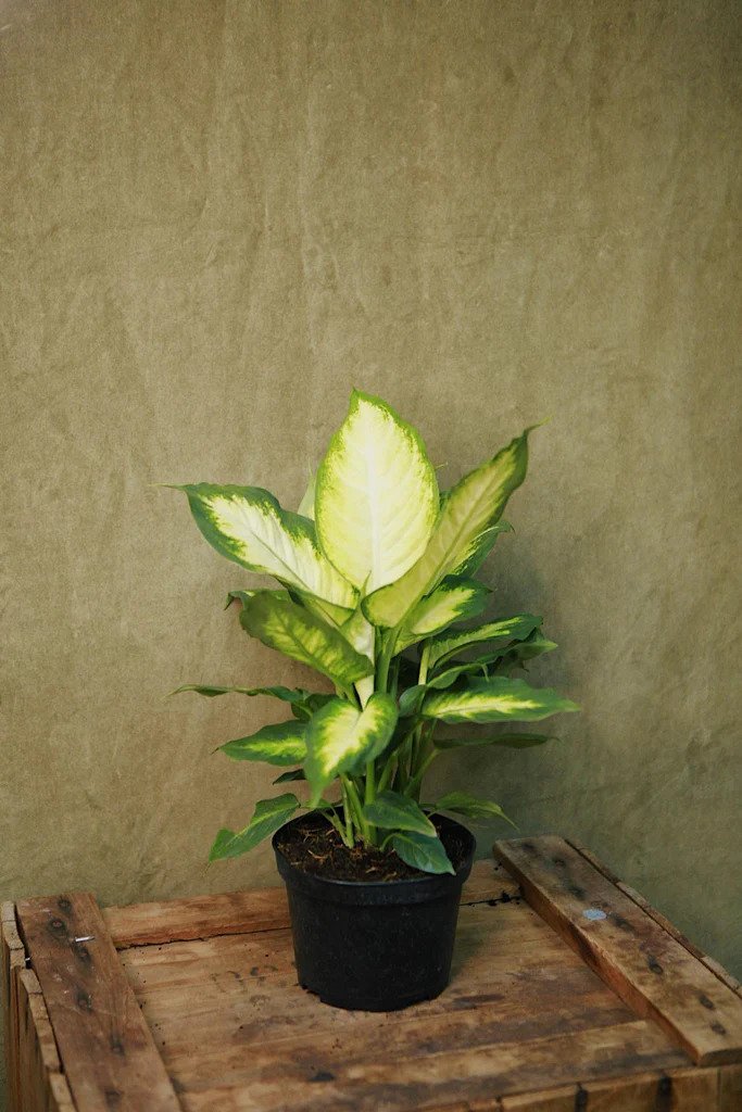 Dieffenbachia Camilla - Indoor House Plant Indoor Plants
