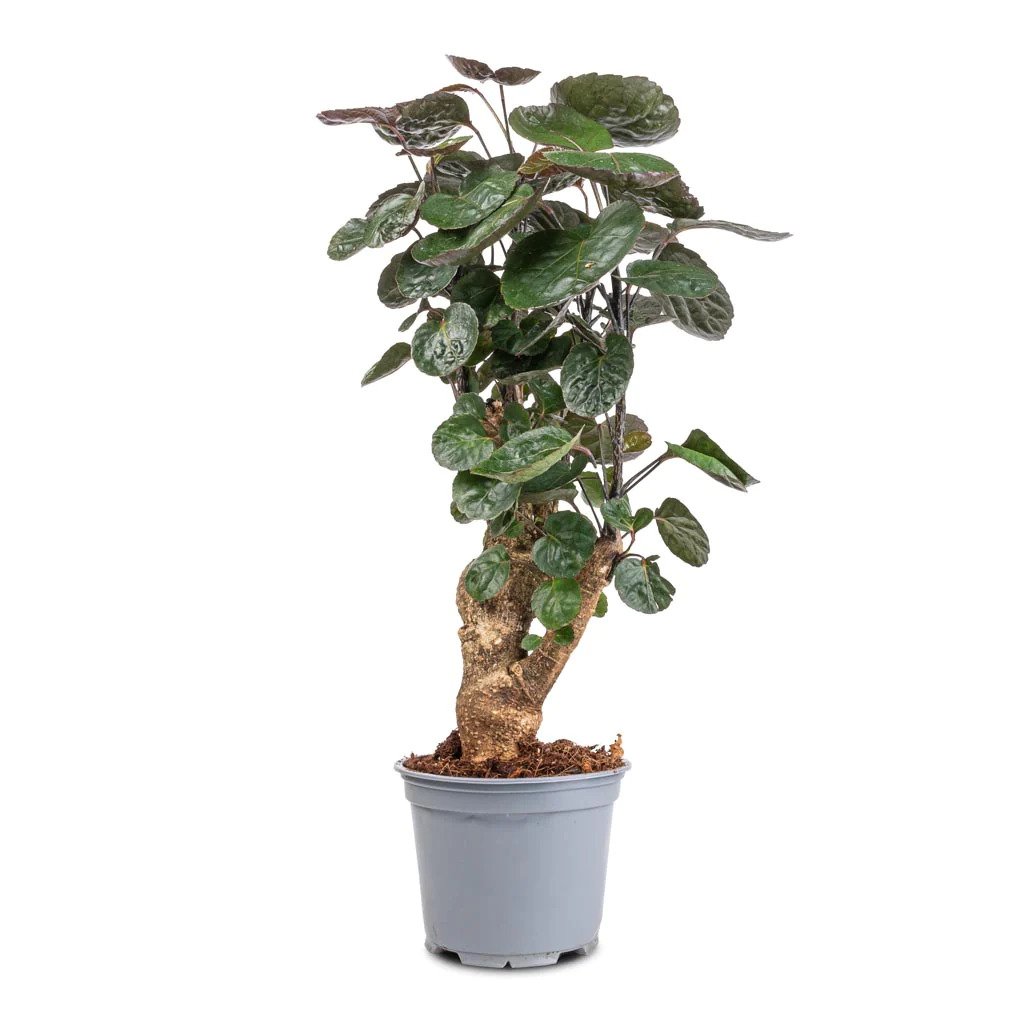 Polyscias Fabian 'Indoor Plants'