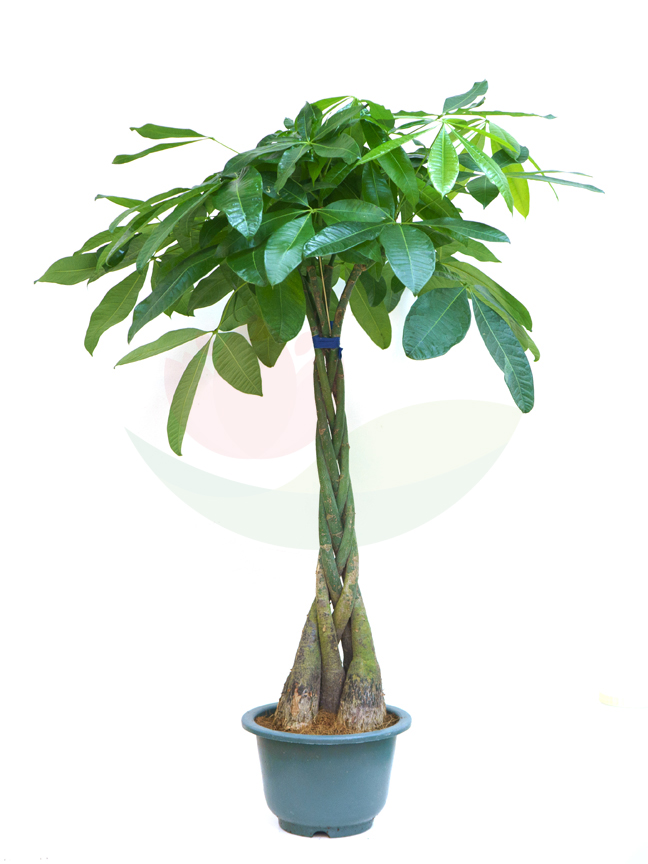 Pachira Indoor Plants