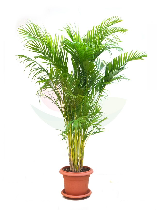 أريكا مع حوض بلاستيك 'نباتات داخلية'