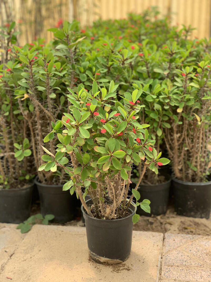 Euphorbia Milii  Outdoor Plants