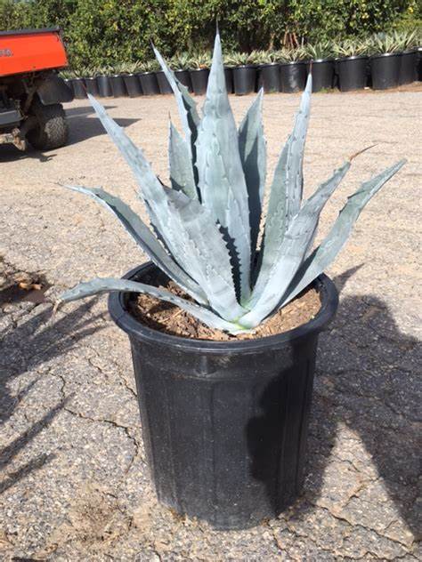 Agave Americana 'Outdoor Plants'