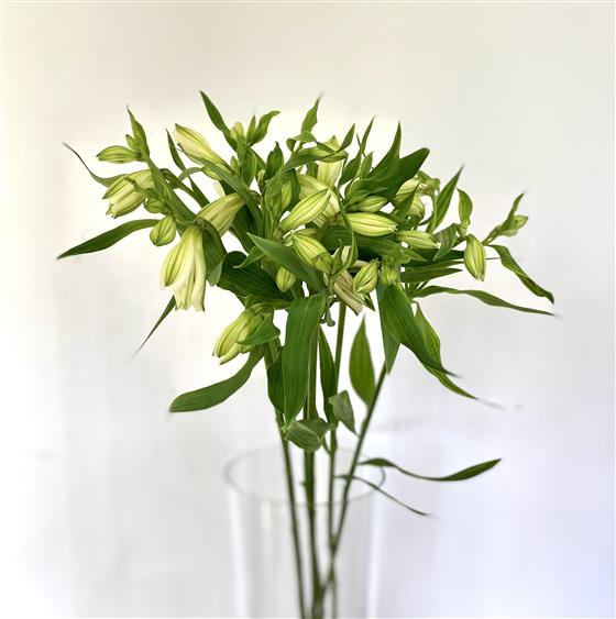 Alstromeria White Wholesale Flowers