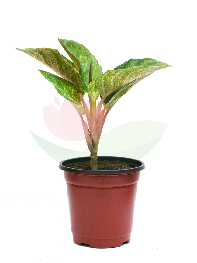Aglonema Green 'Indoor Plants'
