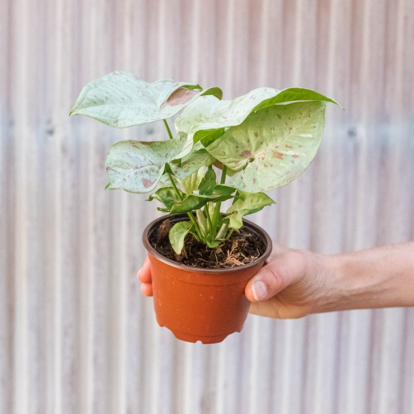 Syngonium Confetti Variegated Rare Indoor House Plant نبات داخلي