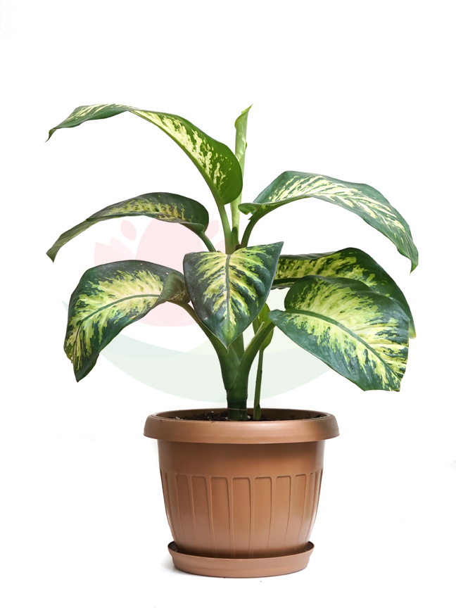 Dieffenbachia with Plastic biege pot Indoor Plants