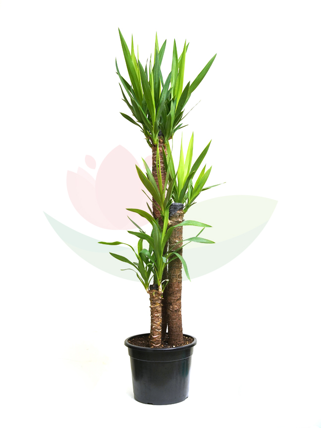 Yucca original pot Indoor Plants
