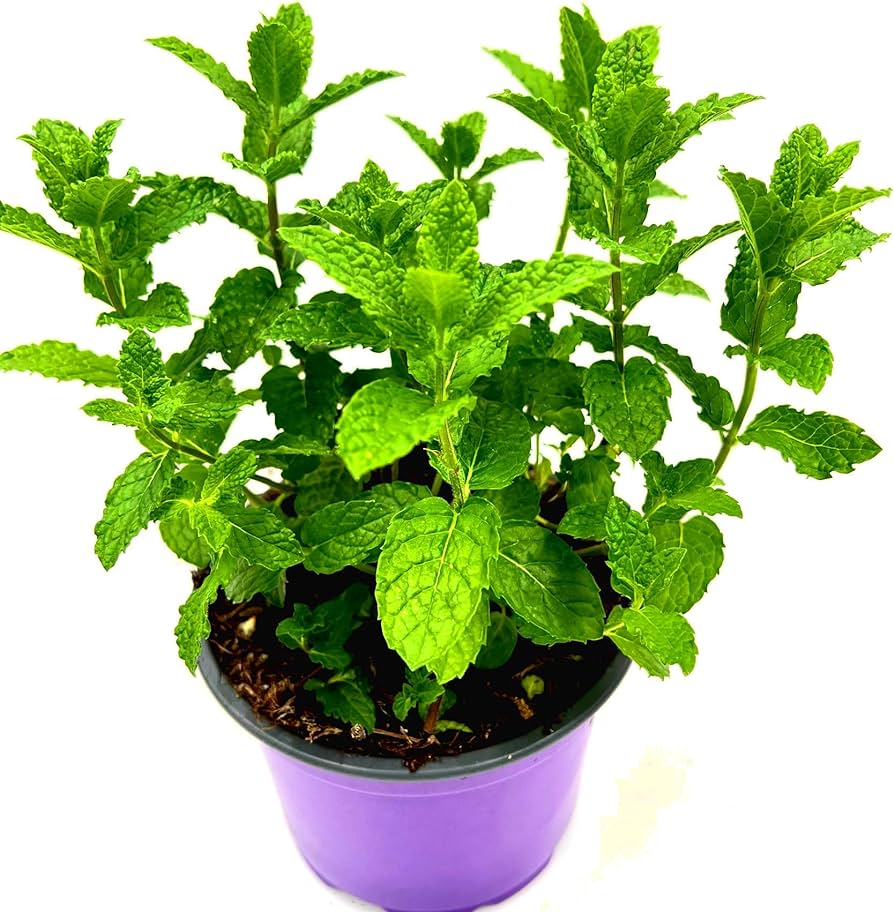 Mentha Spicata Maroccan 'Outdoor Plants'