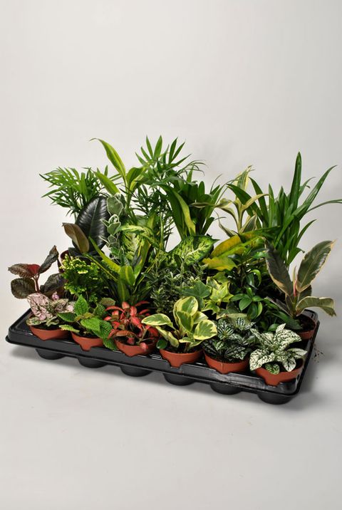 One Of  Mixplant Showbox 'Outdoor Plants'