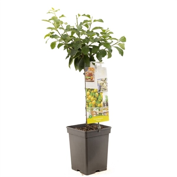 pruim Outdoor Plants