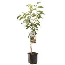   Lapins Laagstam Zoete Kers 'Outdoor Plants'
