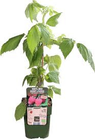  Twotimer Sugana Red® Bio P1 'Outdoor Plants'