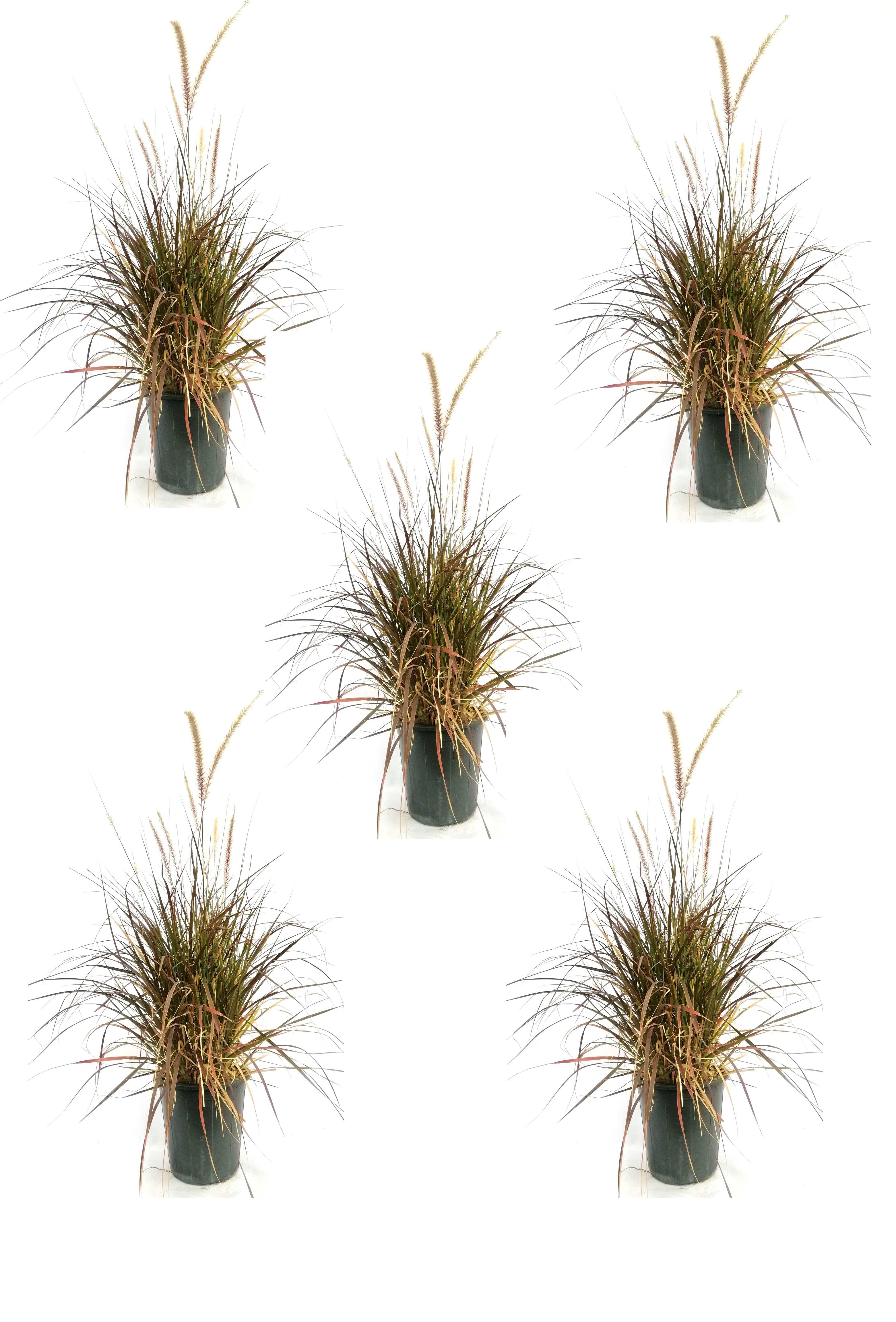 Cogon grass red 4 PCS WITH 1 FREE Outdoor Plants