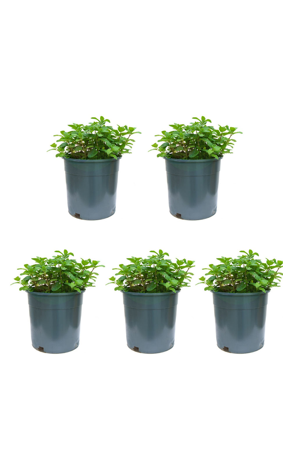 mints 4 pcs with 1 free Outdoor Plants