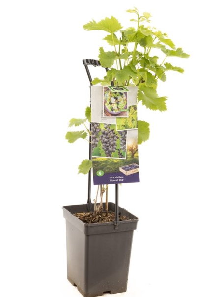 Muscat Blue Grape Plant - Vitis Vinifera Lakemont  Outdoor Plants