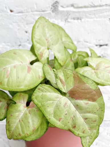 Syngonium 'Office Plants'
