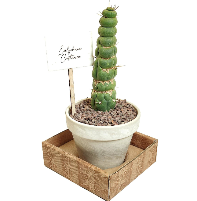 Cactus  'Office Plants'