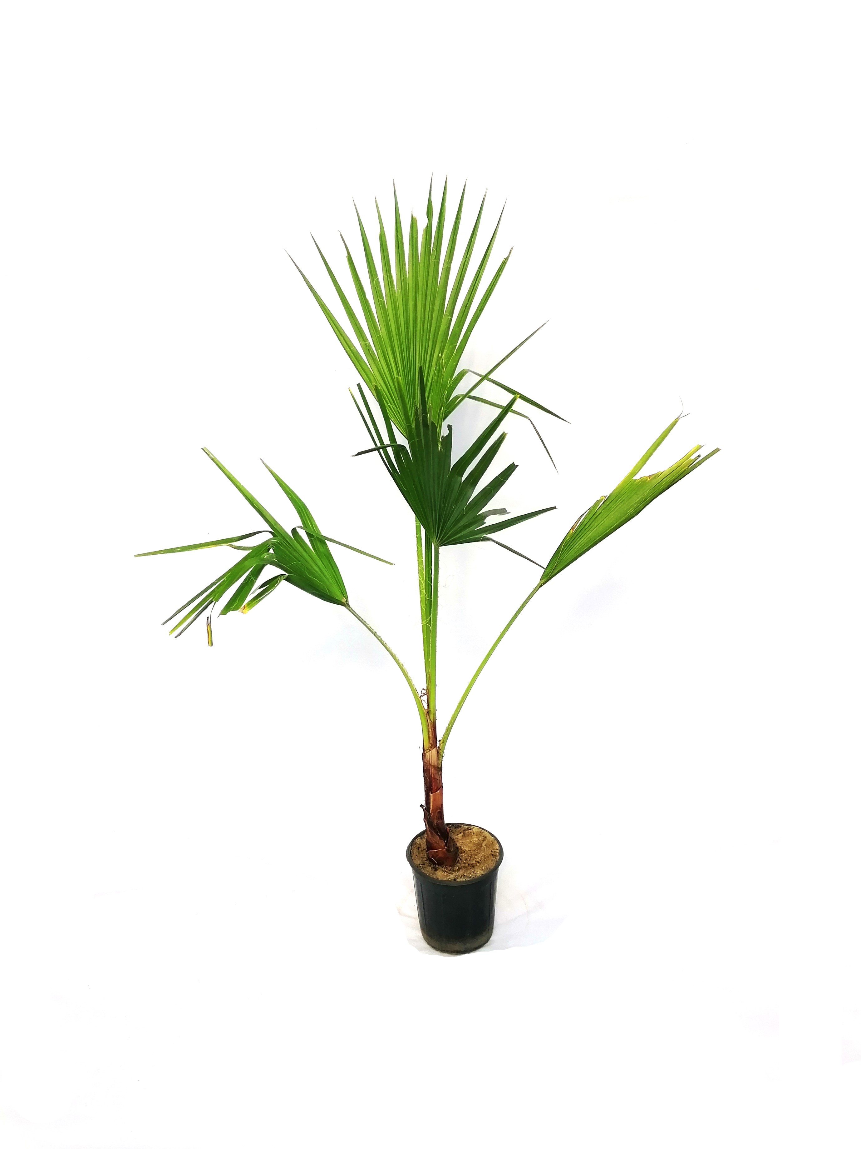 washingtonia Outdoor Plants