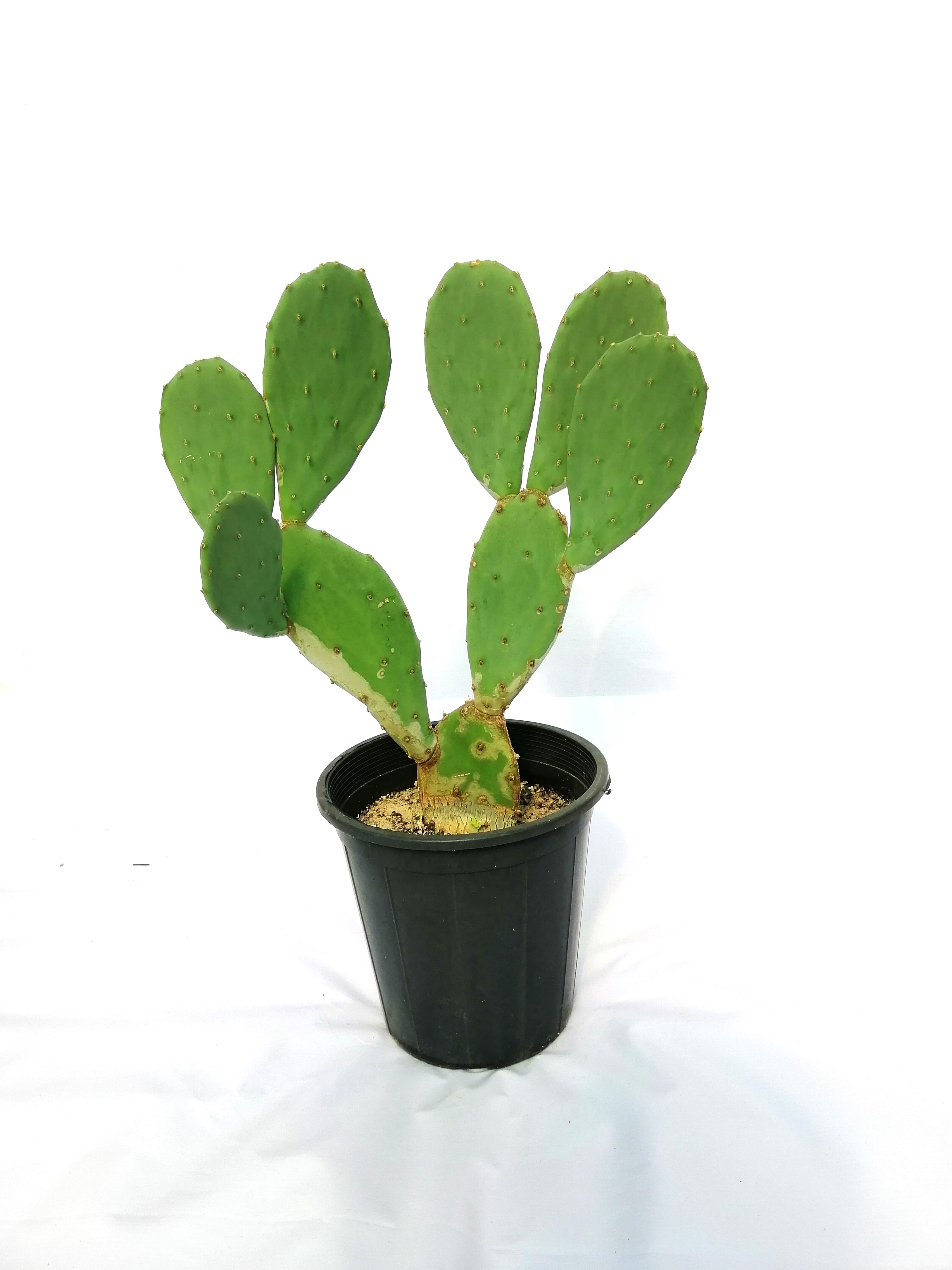 Opuntia ficus-indica Outdoor Plants