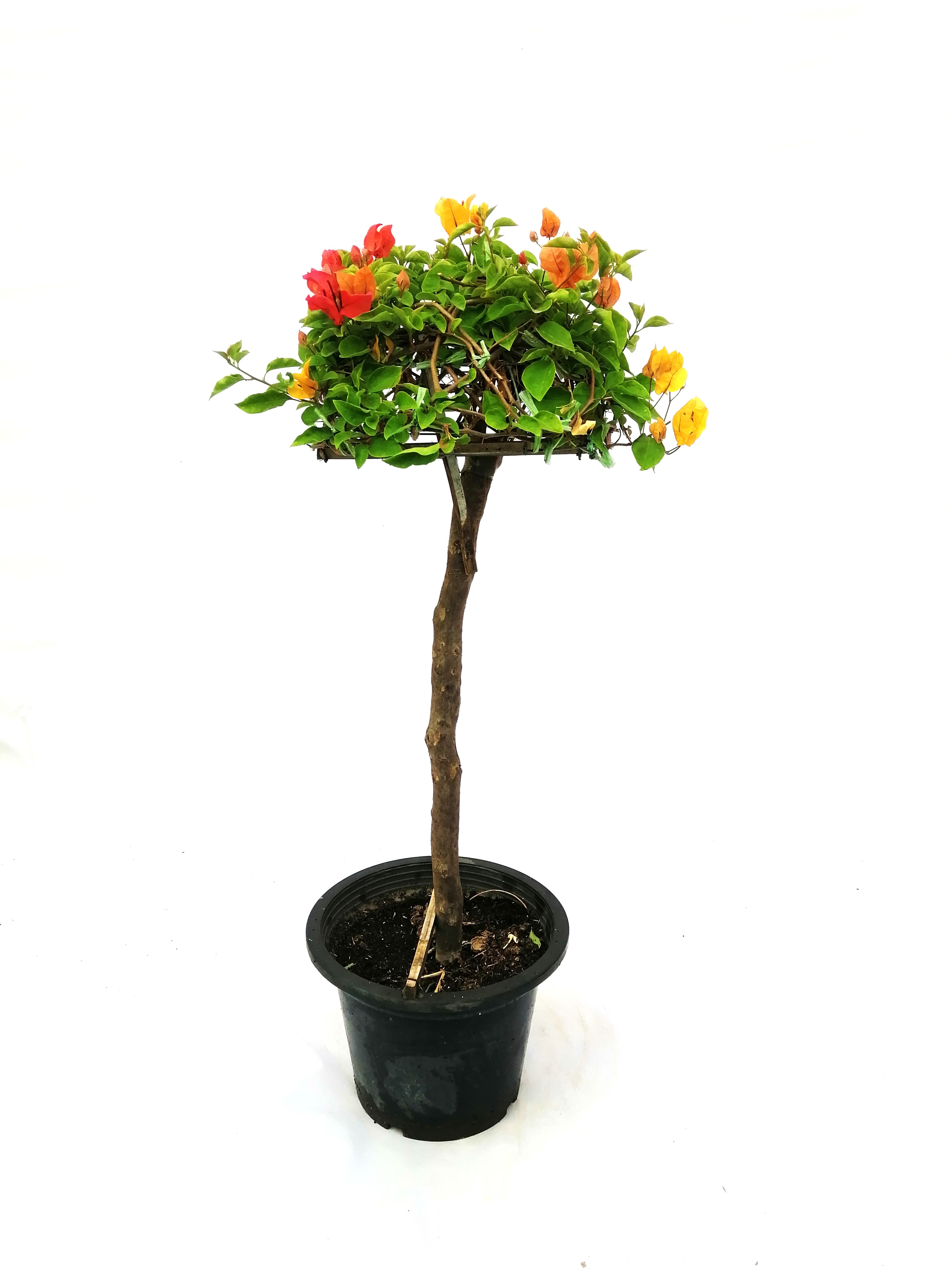 Bougainvillea Round In Top Outdoor Plants