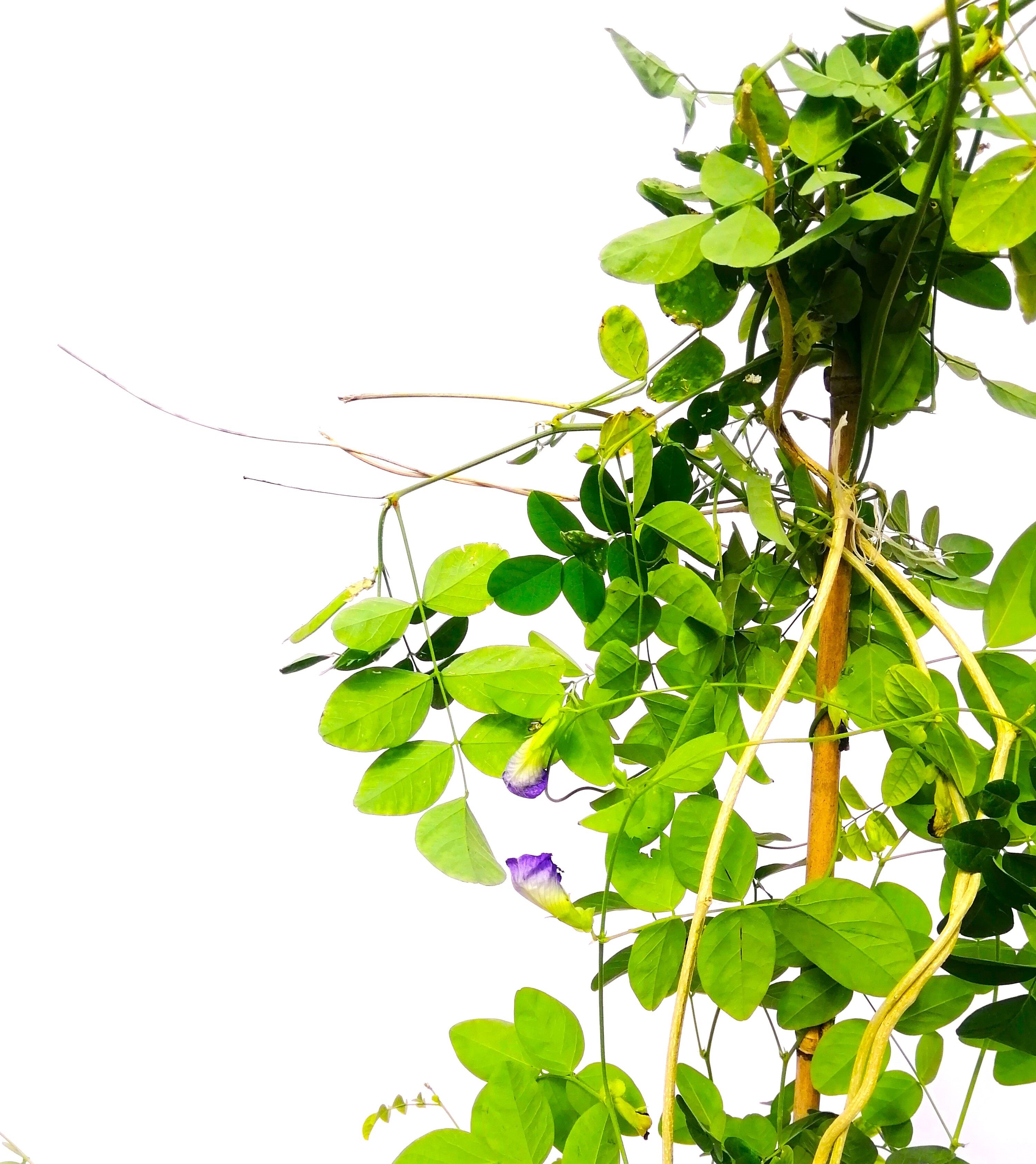 BLUE TEA Outdoor Plants
