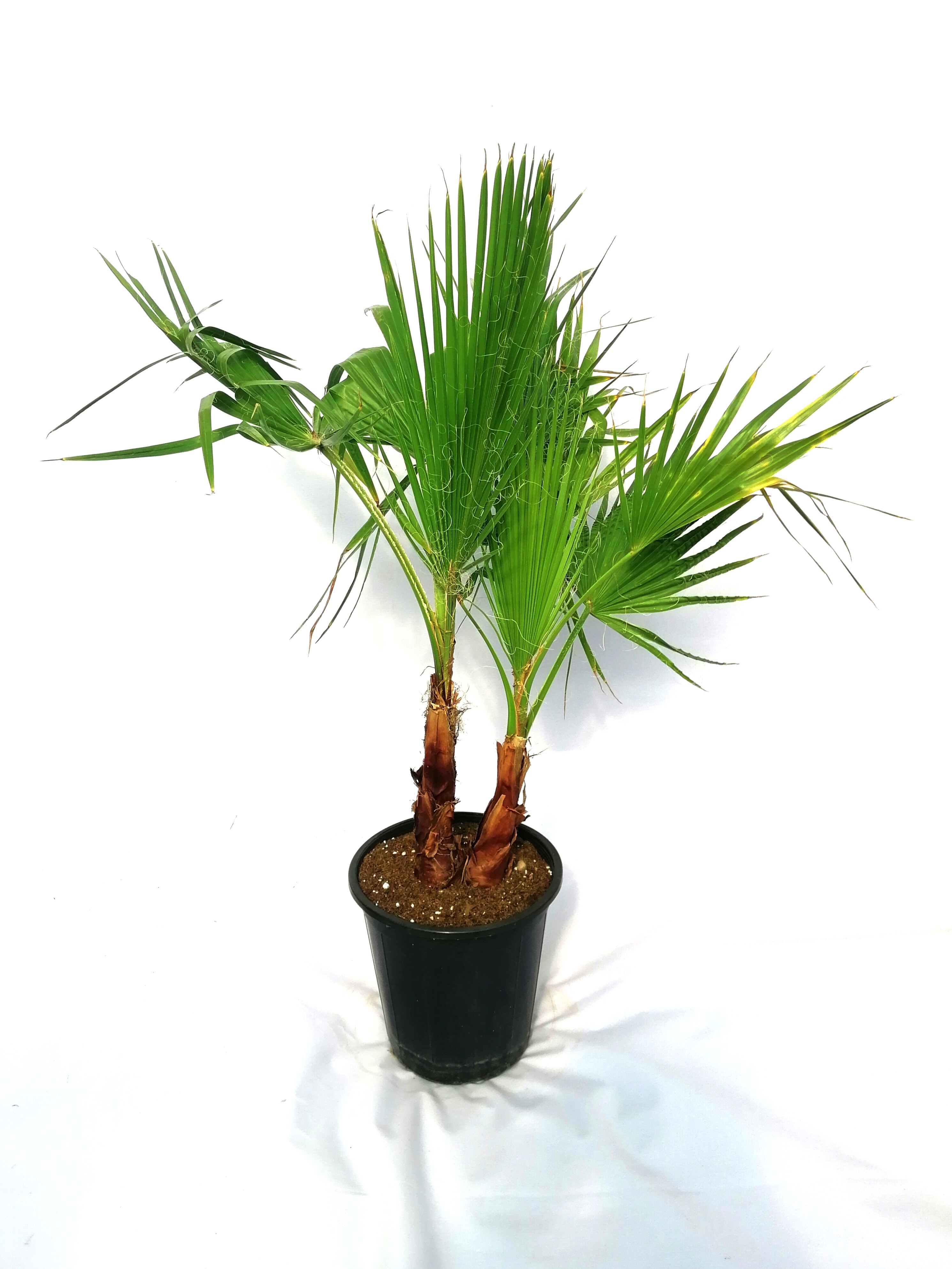 واشنطوانيا نباتات خارجية