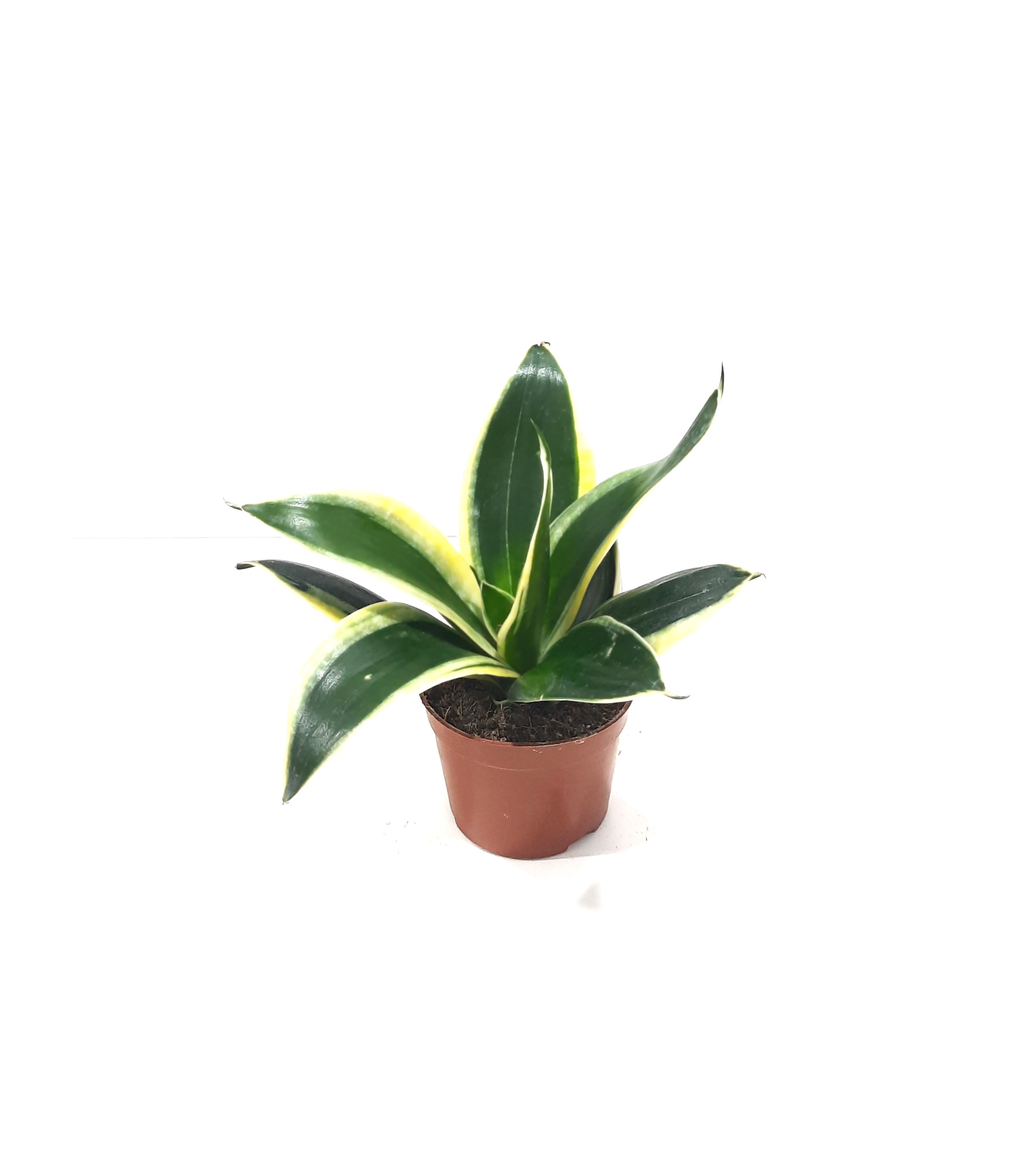 Sansevieria Marginata 'Indoor Plants'