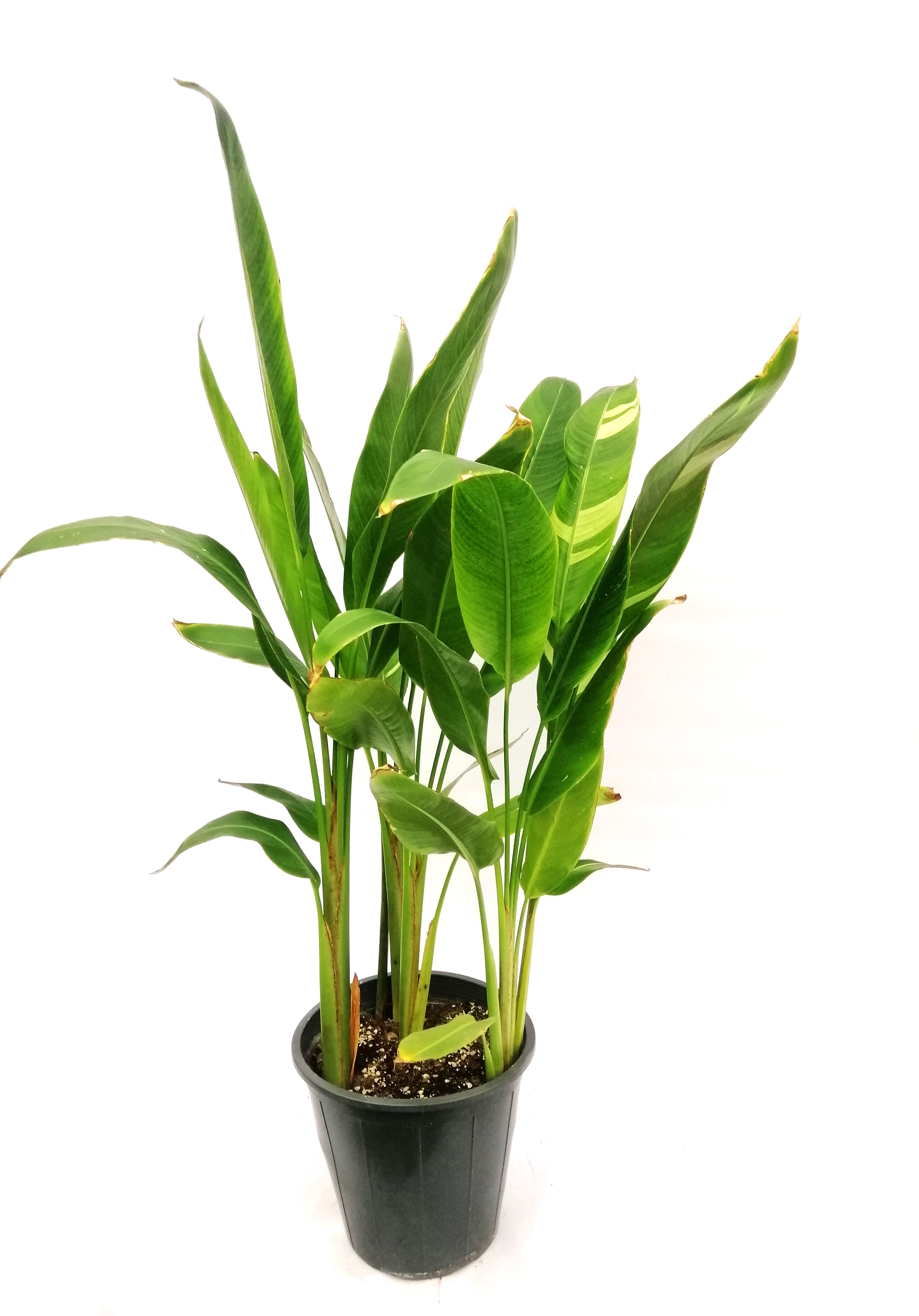 Strelitzia nicolai royal Indoor Plants