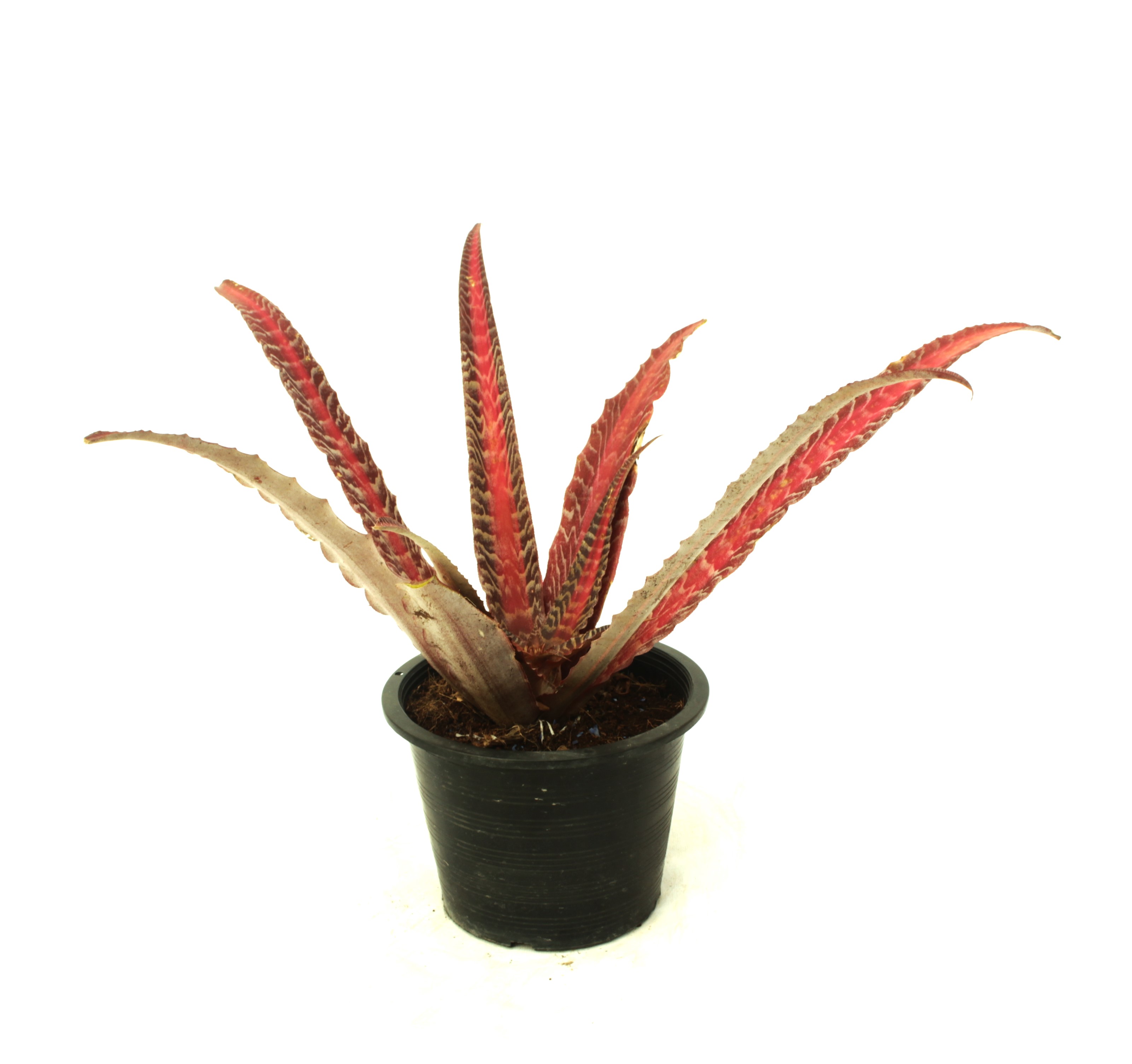 cryptanthus zonatus  Indoor Plants